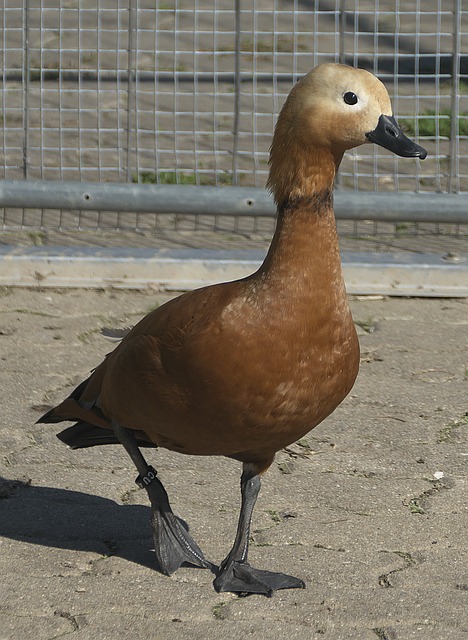 是他能够轻