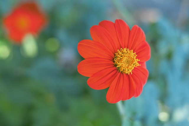 来的传统强 来的传统强