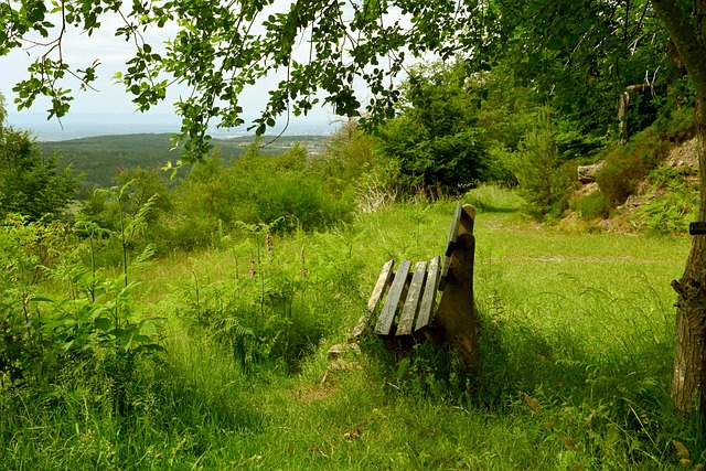 的策略大相 的策略大相